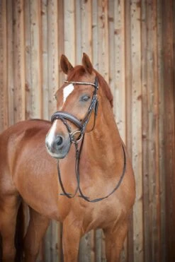 Horze Lester Trense -Pferdedecken Store 10019 BR 4