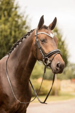 Horze Grayson Anatomische Trense -Pferdedecken Store 10084 BL BL 4