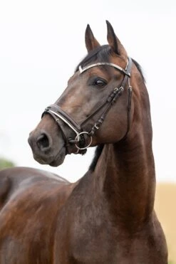 Horze Grayson Anatomische Trense -Pferdedecken Store 10084 DBR 1