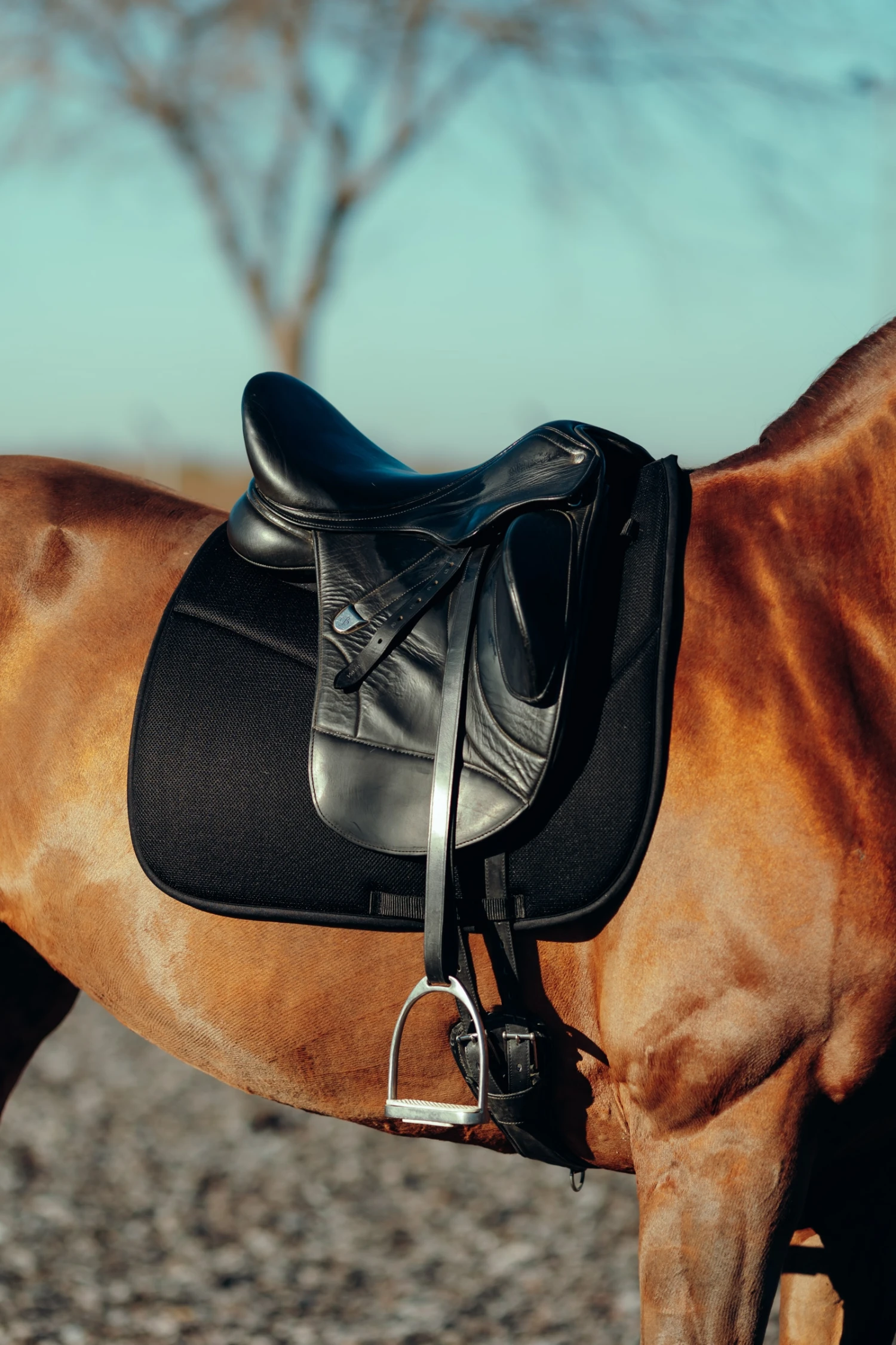 Horze Phoenix Dressurschabracke 11 Horze Phoenix Dressurschabracke – Bild 9