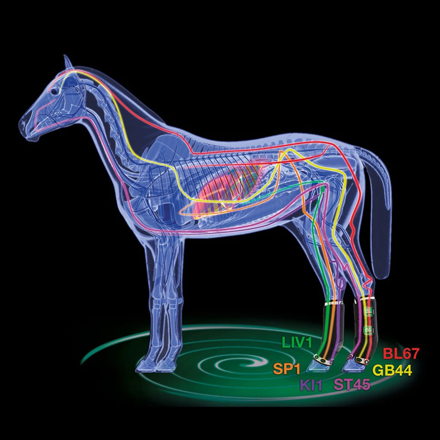 Zandona Therapeutisch Unterstützende Magnetgamaschen, Hinten 4 Zandona Therapeutisch Unterstützende Magnetgamaschen, Hinten – Bild 2
