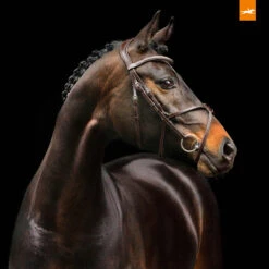 Schockemöhle Rio Select Trense -Pferdedecken Store 326305 DBR SI 2