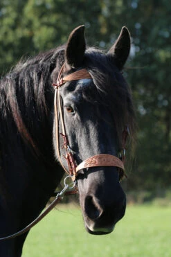 F.R.A. Diego Gebisslose Trense -Pferdedecken Store 334265 NAT 12