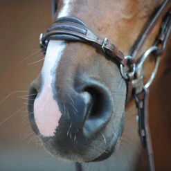 Kavalkade Levana Trense -Pferdedecken Store 335722 BR 2