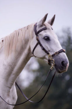 F.R.A. Imperial Hackamore Zaum, Shire -Pferdedecken Store 340177 BR 2