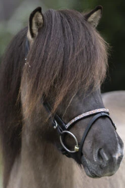 Kavalkade Ferskja Englisches Reithalfter Für Aradis Islandtrense -Pferdedecken Store 344080 BL 3