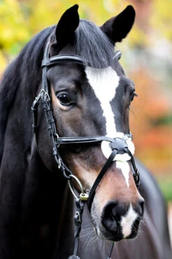 Kavalkade Proline Diego Mexikanische Trense
