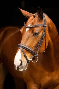 LeMieux Arika Dresssur Trense -Pferdedecken Store 38E3P 780 04